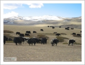 Ƽ��(Ƽ��Ʈ, tibet) �Ƹ�(���, Ngari)