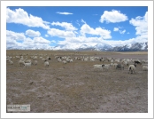 Ƽ��(Ƽ��Ʈ, tibet) �Ƹ�(���, Ngari)