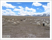 Ƽ��(Ƽ��Ʈ, tibet) �Ƹ�(���, Ngari)