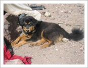 Ƽ��(Ƽ��Ʈ, tibet) �Ƹ�(���, Ngari)