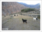 Ƽ��(Ƽ��Ʈ, tibet) �Ƹ�(���, Ngari)
