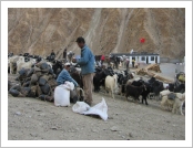 Ƽ��(Ƽ��Ʈ, tibet) �Ƹ�(���, Ngari)