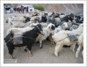 Ƽ��(Ƽ��Ʈ, tibet) �Ƹ�(���, Ngari)