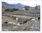 Ƽ��(Ƽ��Ʈ, tibet) �Ƹ�(���, Ngari)