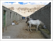 Ƽ��(Ƽ��Ʈ, tibet) �Ƹ�(���, Ngari) Ǫ��(��յ, purang)