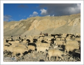 Ƽ��(Ƽ��Ʈ, tibet) �Ƹ�(���, Ngari)