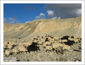 Ƽ��(Ƽ��Ʈ, tibet) �Ƹ�(���, Ngari)