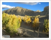 Ƽ��(Ƽ��Ʈ, tibet) �Ƹ�(���, Ngari) �ڴ�����