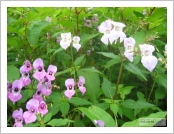 �ε� ��(Leh)-���ũ(Ladakh)