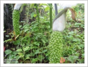 �ε� ��(Leh)-���ũ(Ladakh)