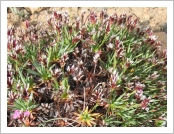 �ε� ��(Leh)-���ũ(Ladakh)