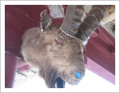 �ε� ��(Leh)-���ũ(Ladakh)