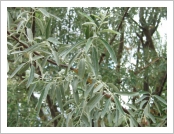 �ε� ��(Leh)-���ũ(Ladakh)