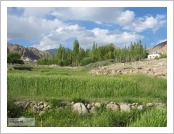�ε� ��(Leh)-���ũ(Ladakh)