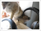 �ε� ��(Leh)-���ũ(Ladakh)