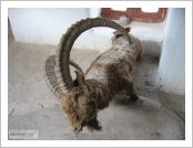 �ε� ��(Leh)-���ũ(Ladakh)