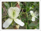 �ε� ��(Leh)-���ũ(Ladakh)