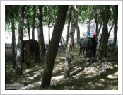 �ε� ��(Leh)-���ũ(Ladakh)