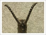 �ε� ��(Leh)-���ũ(Ladakh)