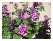 �ε� ��(Leh)-���ũ(Ladakh)