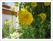 �ε� ��(Leh)-���ũ(Ladakh)