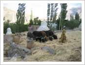 �ε� ��(Leh)-���ũ(Ladakh)