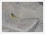 �ε� ��(Leh)-���ũ(Ladakh)