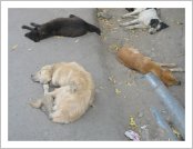 �ε� ��(Leh)-���ũ(Ladakh)