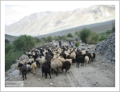 �ε� ��(Leh)-���ũ(Ladakh)