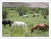 �ε� ��(Leh)-���ũ(Ladakh)